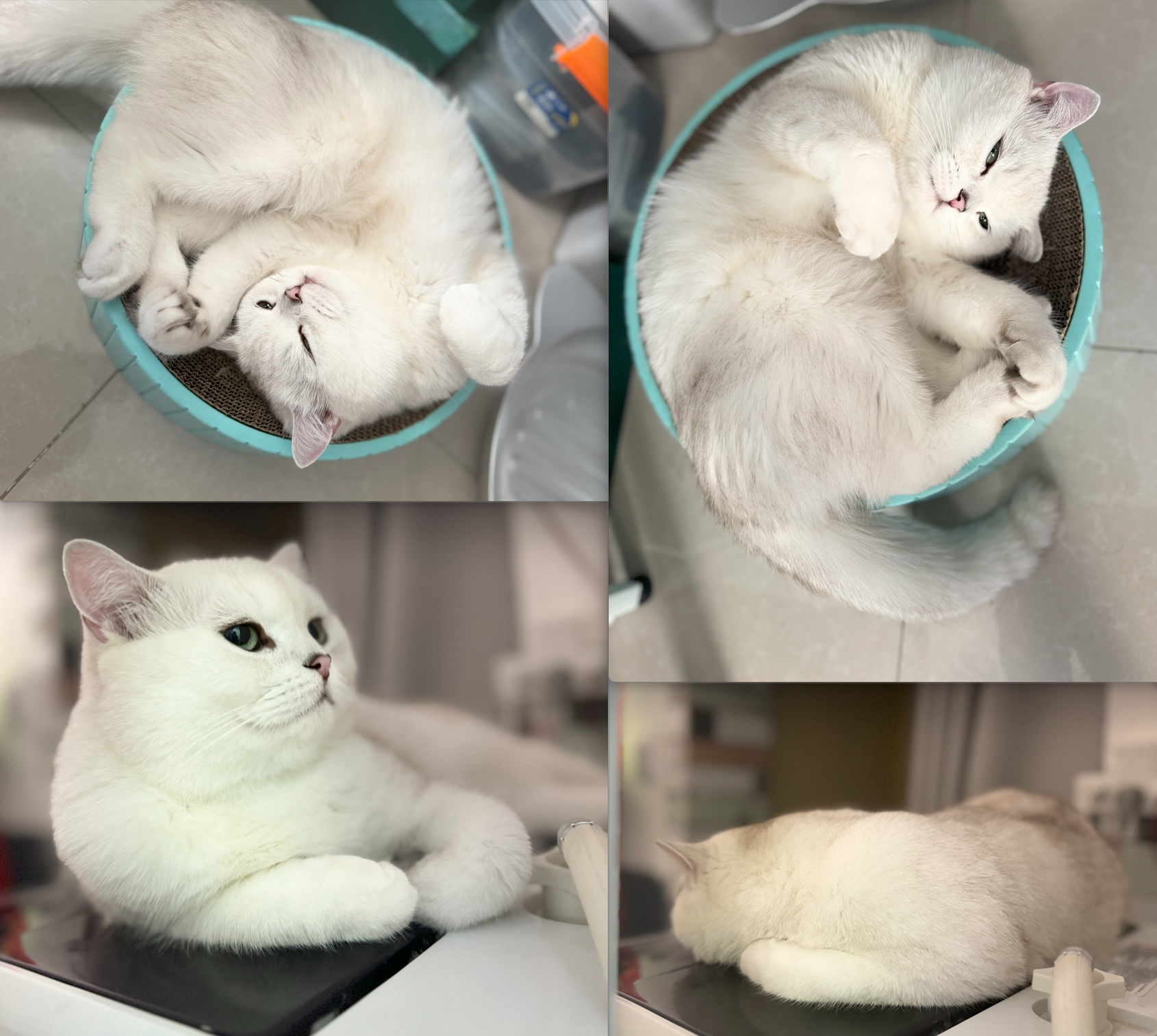 shiro.png